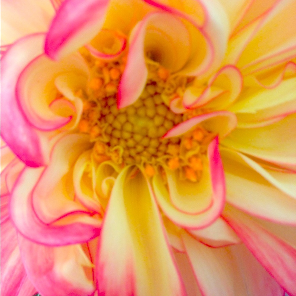 Meet your Posher, Kim